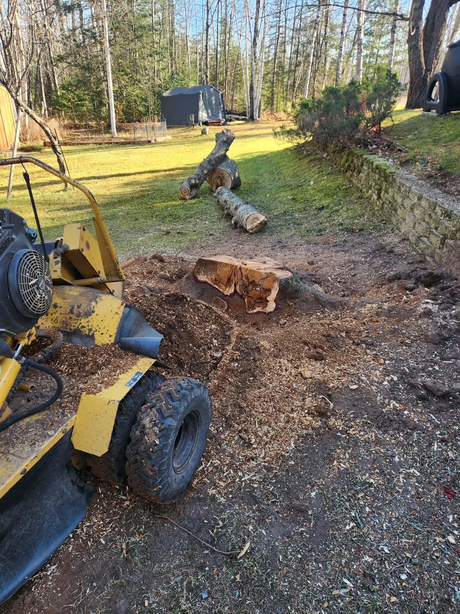 Person in a lift basket trimming a tree with bright green leaves. Orange lift arm extends upwards.