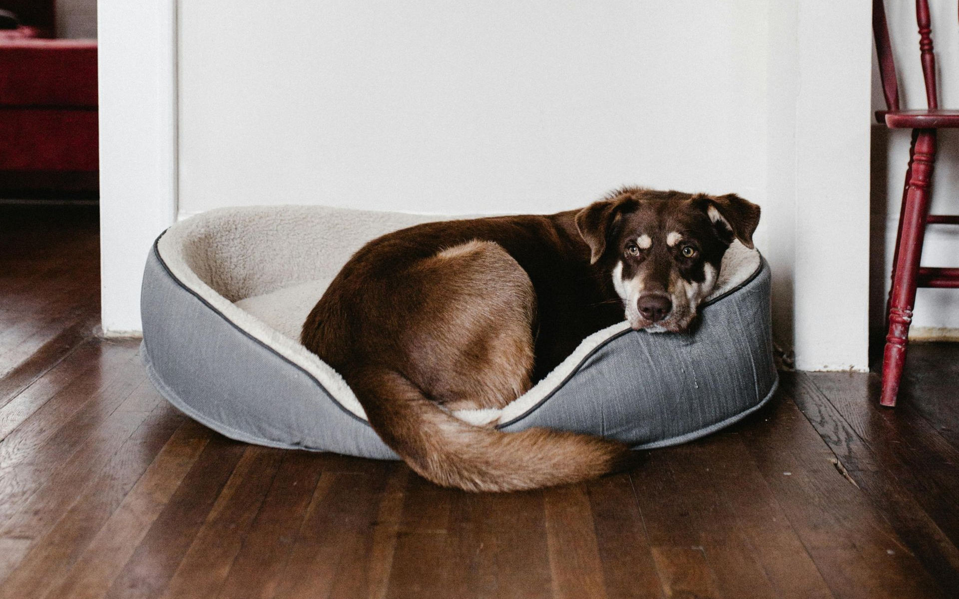 Dog resting in a bed indoors, brown fur, gray bed, wood floor, white walls.