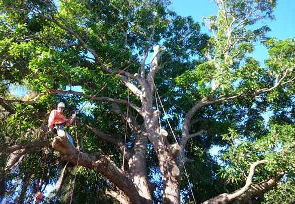 arborist on a tree — G'Days Tree Care in Mackay, QLD