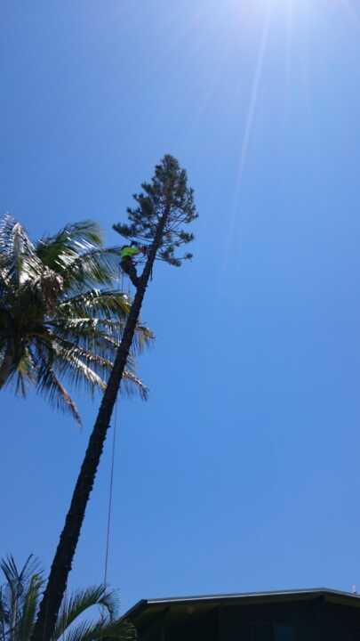 tall tree — G'Days Tree Care in Mackay, QLD