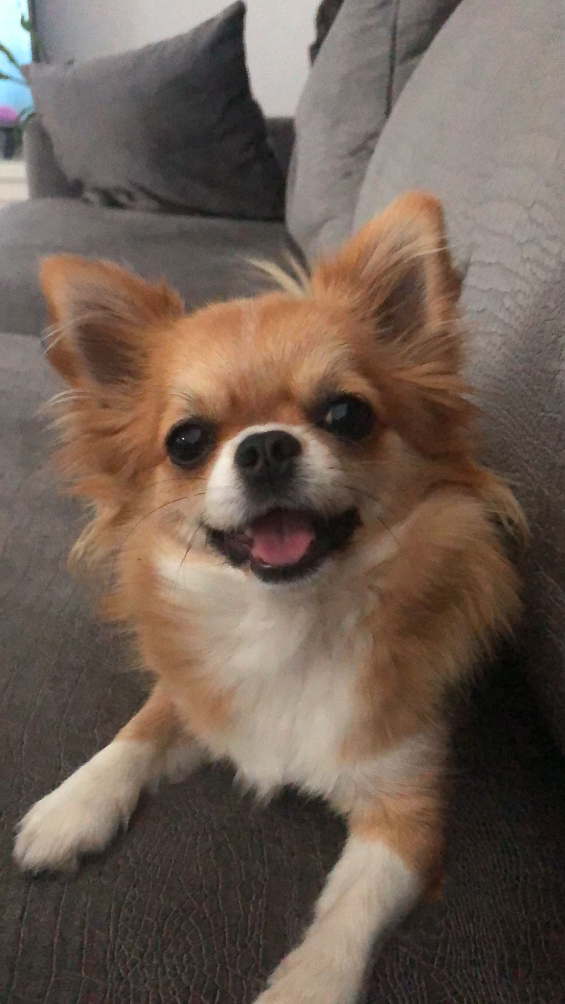 chihuahuaopvang