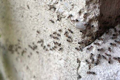 Ant — pest control in Cairns, QLD