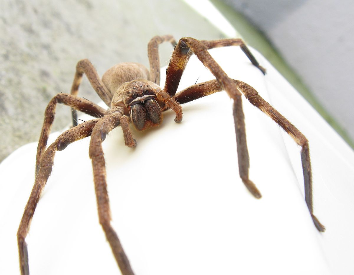 Spider — pest control in Cairns, QLD