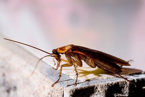 Cockroach — pest control in Cairns, QLD