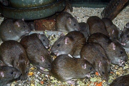 Rodents — pest control in Cairns, QLD