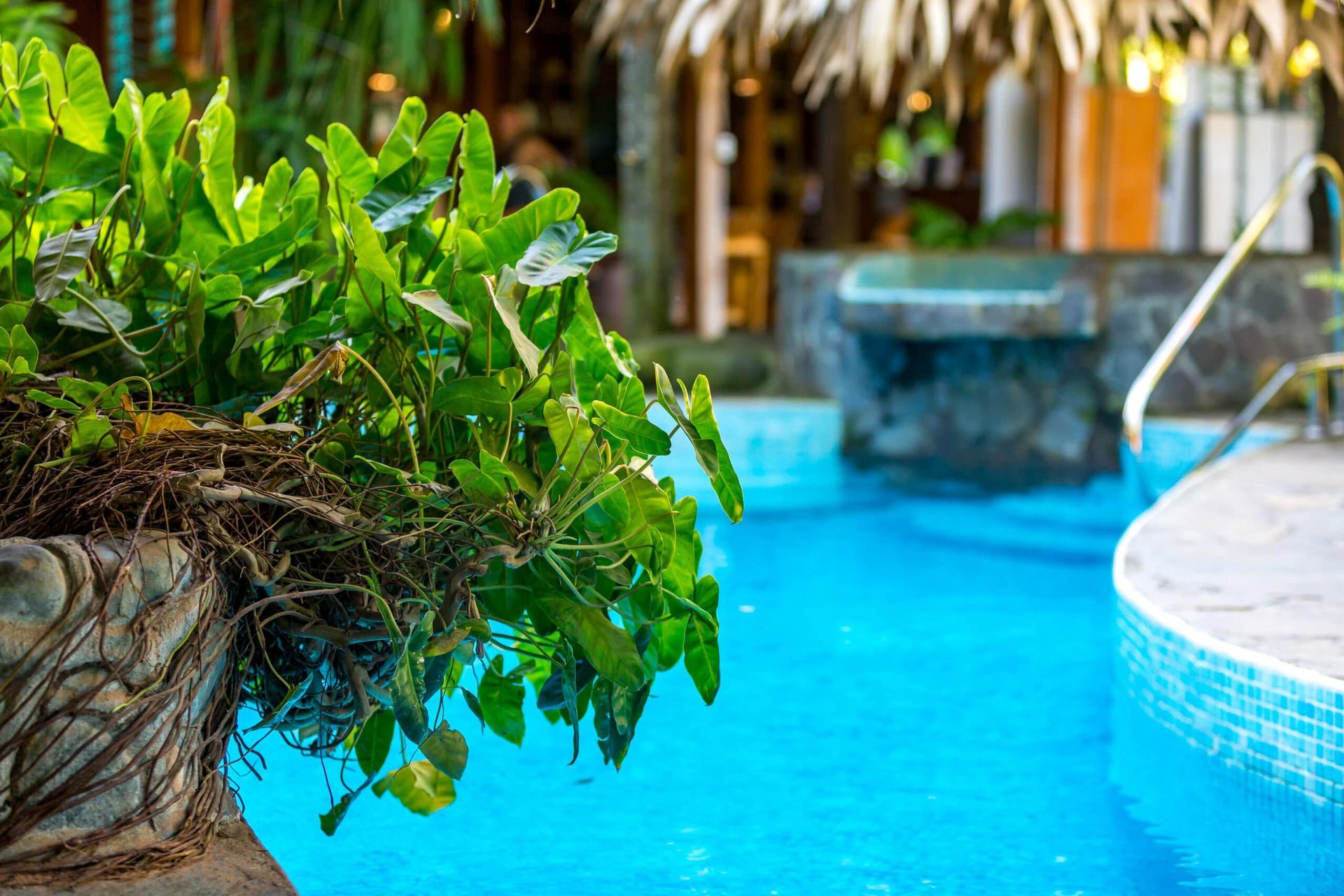 A swimming pool with a thatched roof and a plant in the foreground.