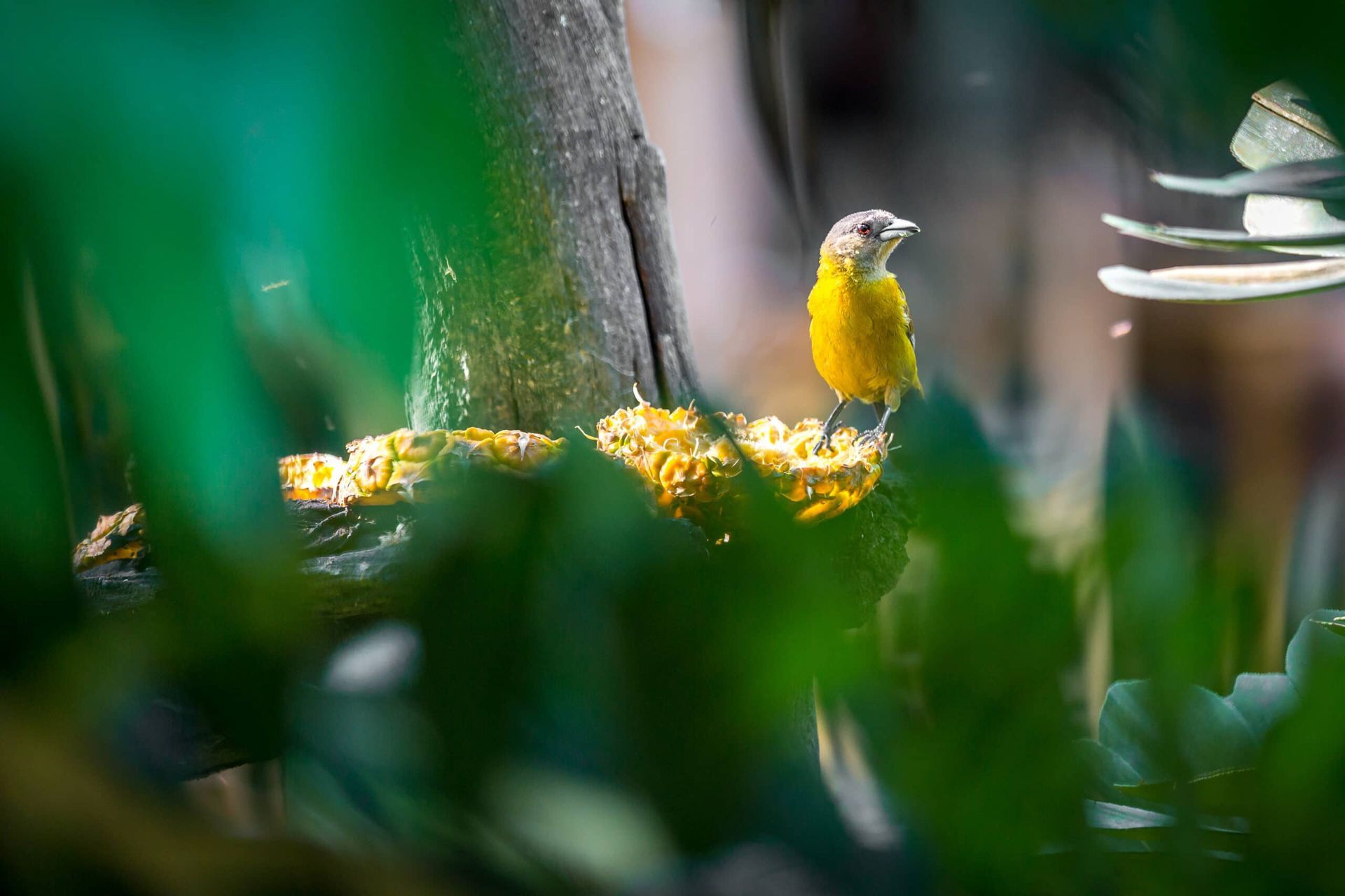 A yellow bird is perched on a tree branch.
