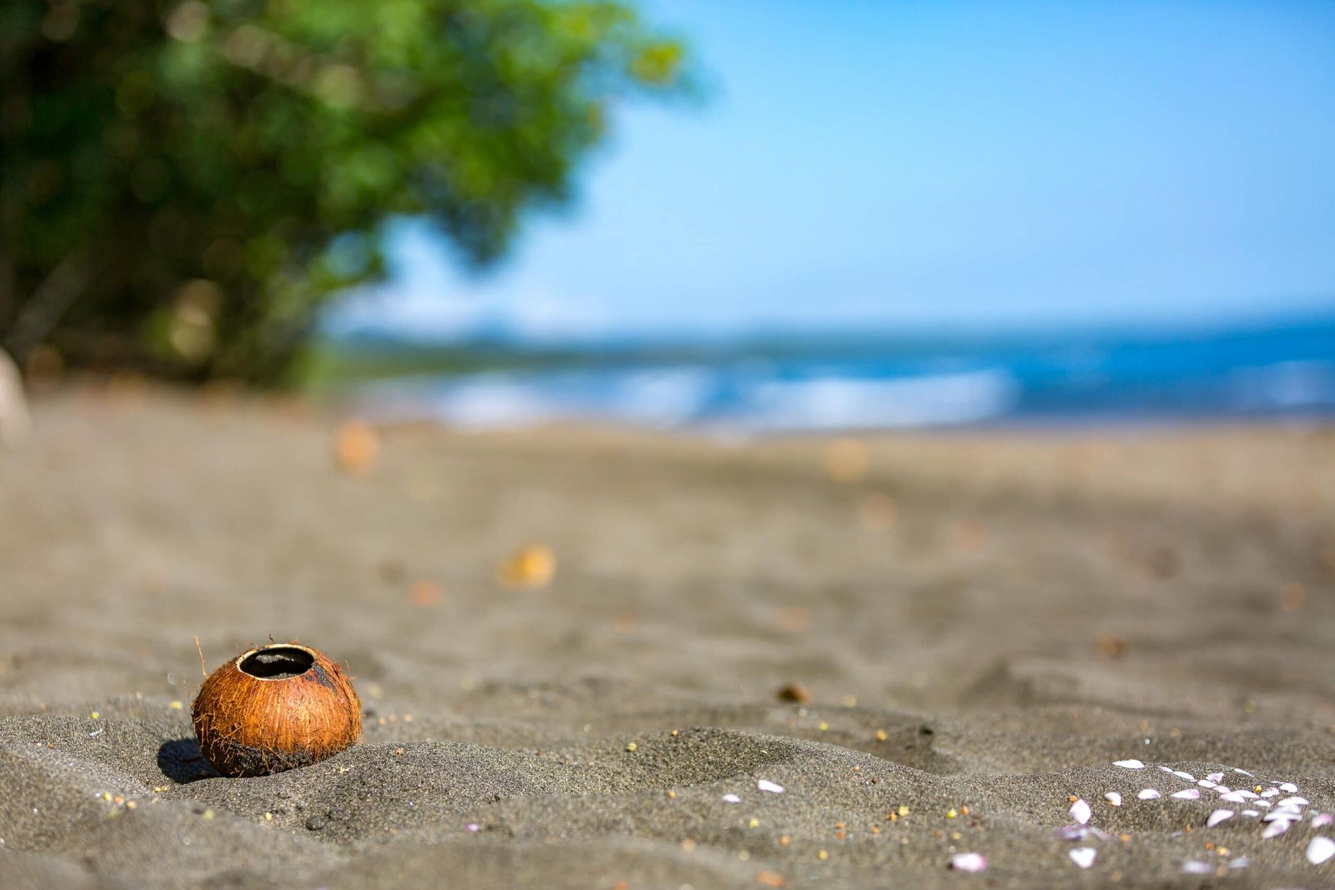 A coconut is laying in the sand on a beach.