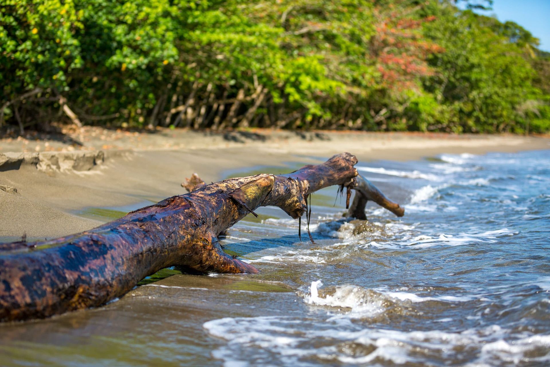 A large log is floating in the water on a beach.