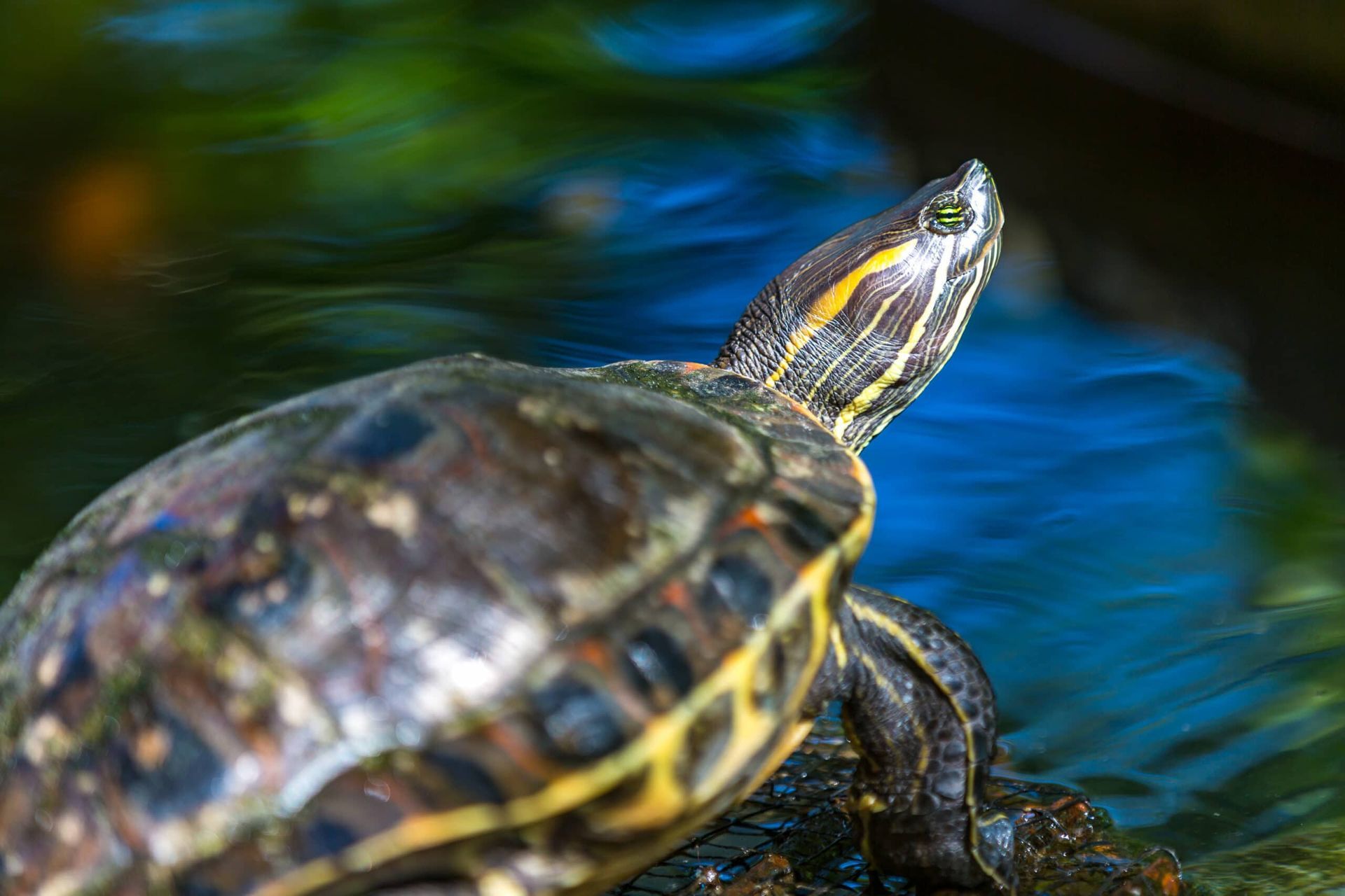 A turtle is sitting on a rock in the water.