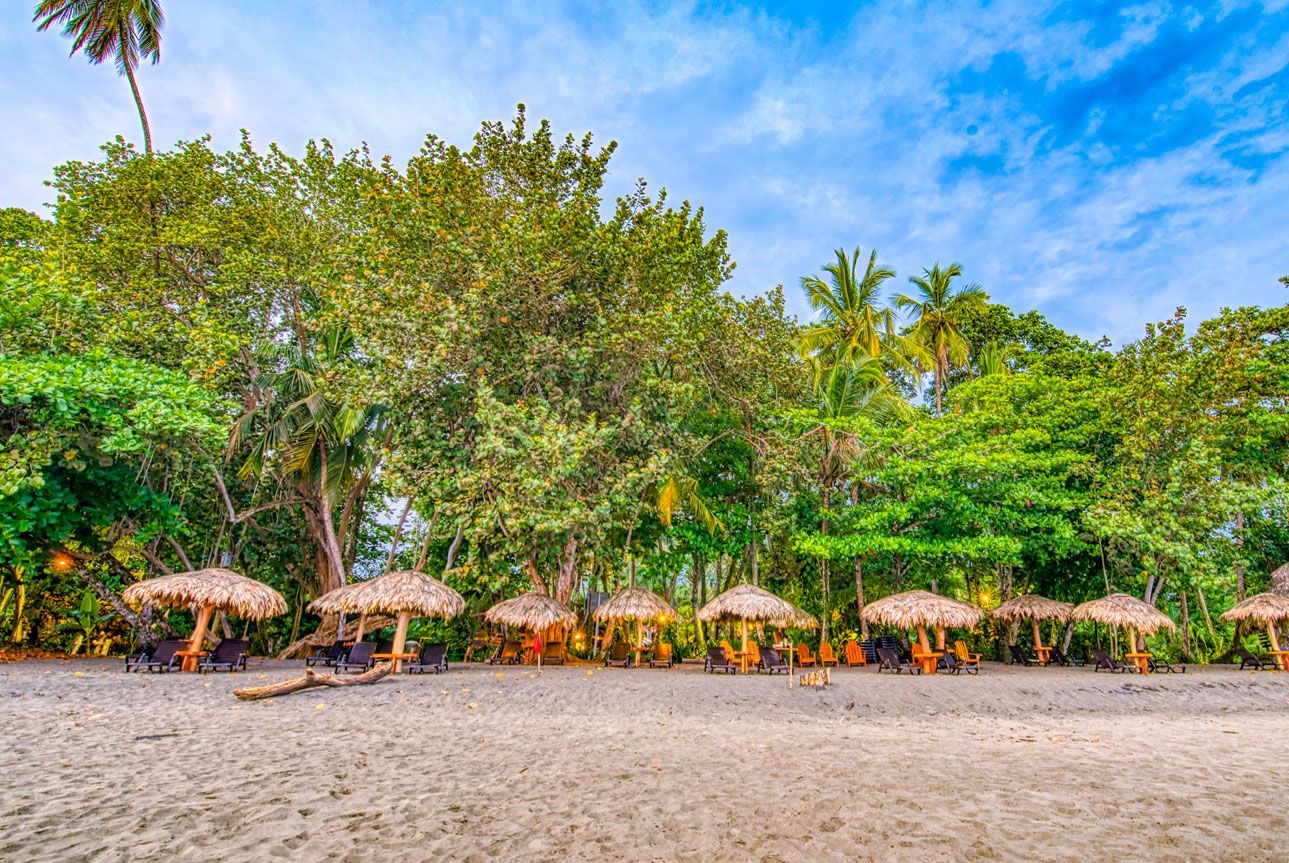 There are many umbrellas and chairs on the beach.