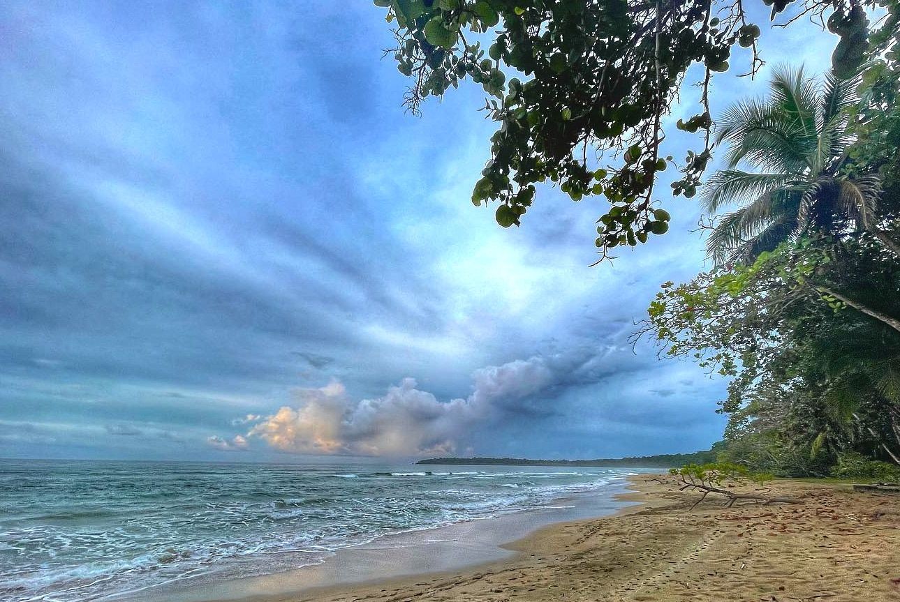 A beach with a tree in the foreground and a cloudy sky in the background