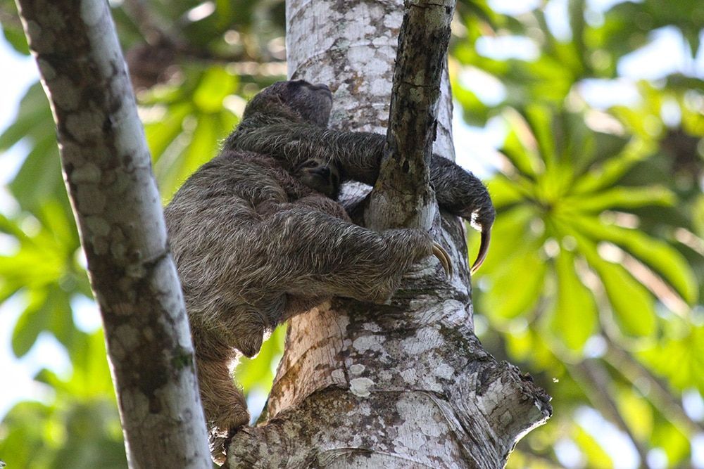 A sloth is sleeping on a tree branch.