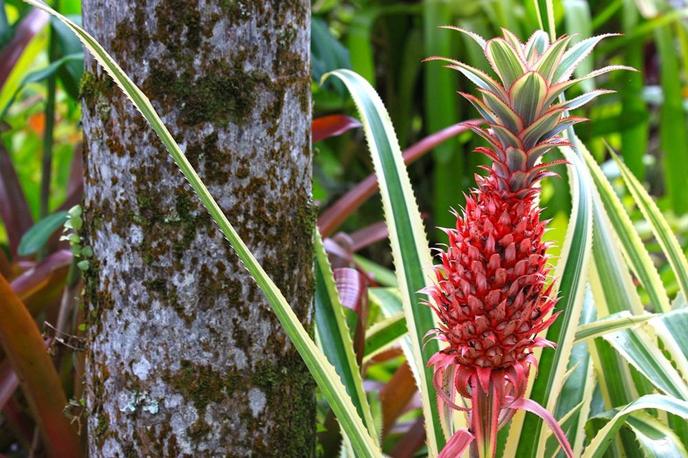 A pineapple is growing next to a tree in a garden