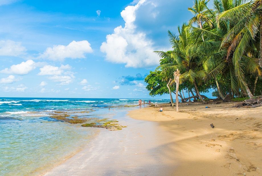 A tropical beach with palm trees and a blue sky