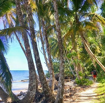A person is walking down a path surrounded by palm trees on a beach.