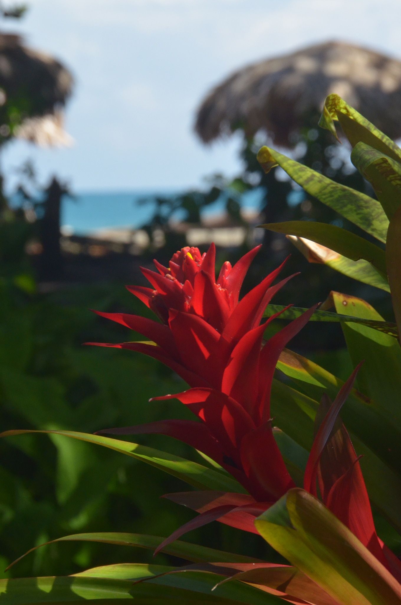 A close up of a red flower with the ocean in the background