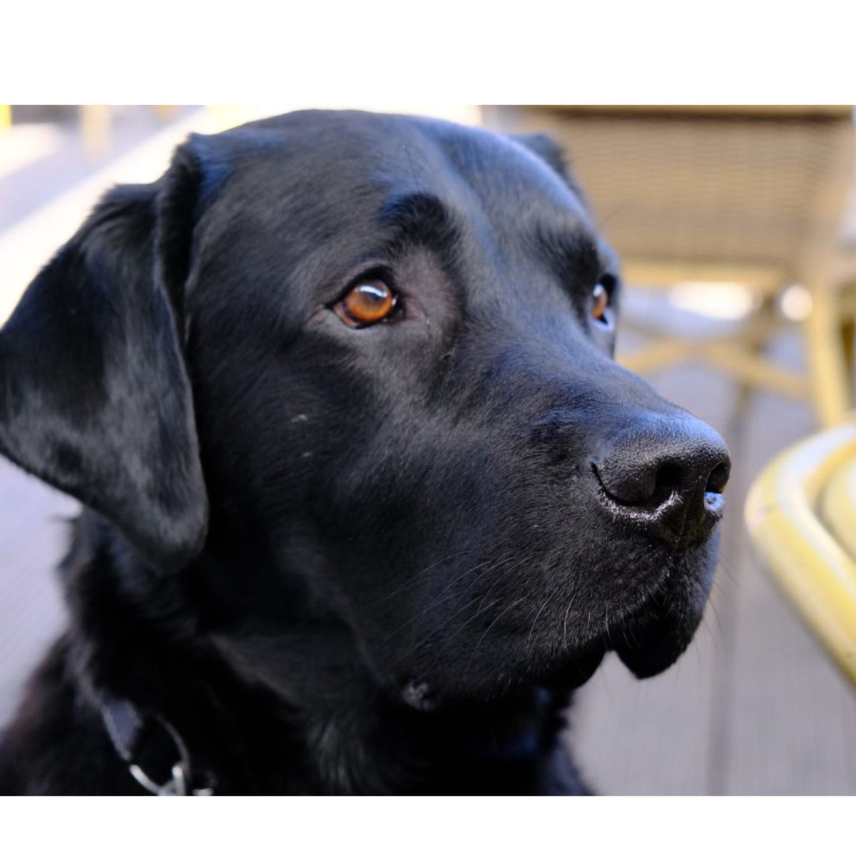 Zwarte Labrador Retriever met bruine ogen, ziet er alert uit.