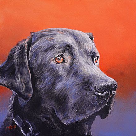 Zwarte labrador met bruine ogen tegen een levendige oranje en blauwe achtergrond.