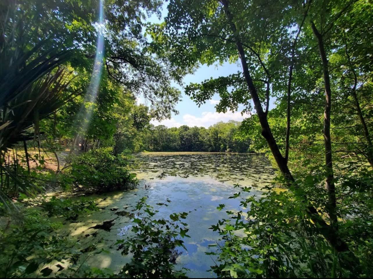 A lake surrounded by trees on a sunny day