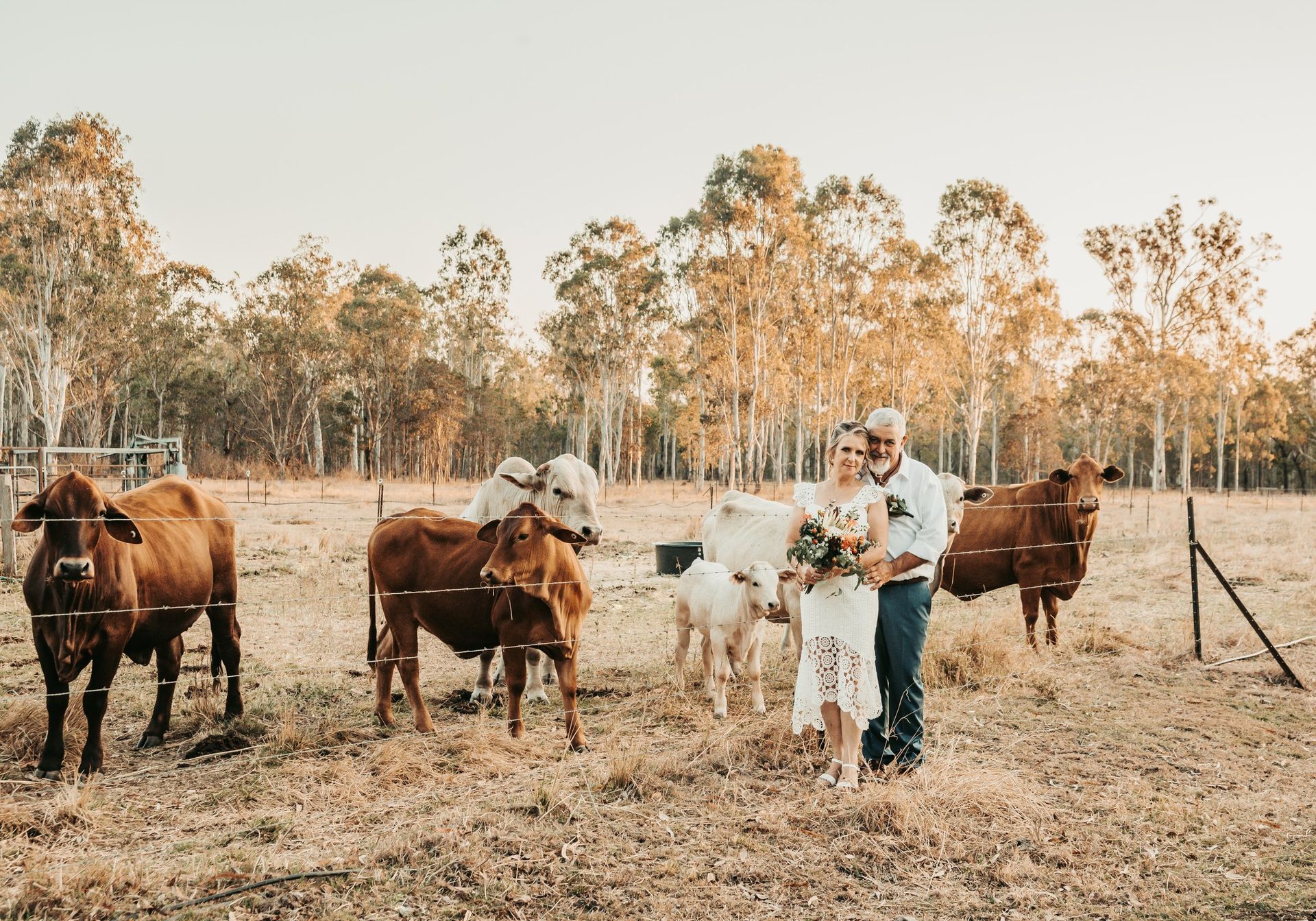 Couple in Wedding Attire Poses With Cattle on a Farm — Feathers & Lace Photography in Tarzali, QLD
