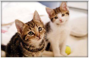 All cattery pens are fitted with central heating 