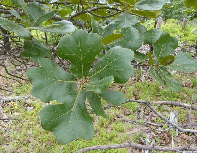 Blackjack oak leaves in a tree, with a natural, grassy background.