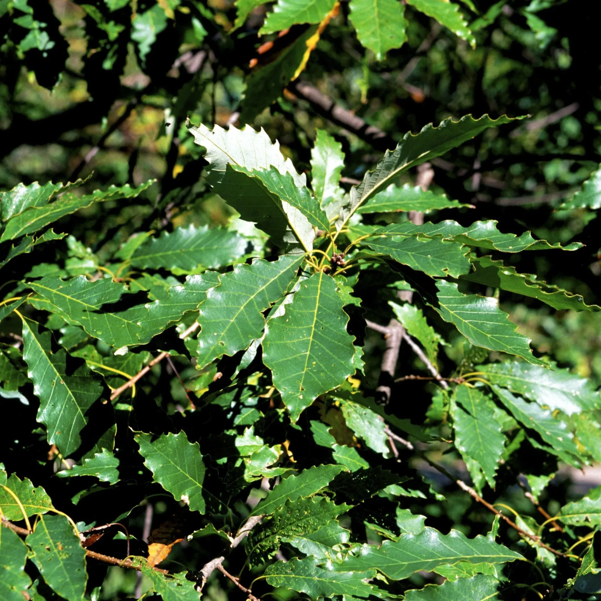 Jagged Chinapin Oak Tree leaves