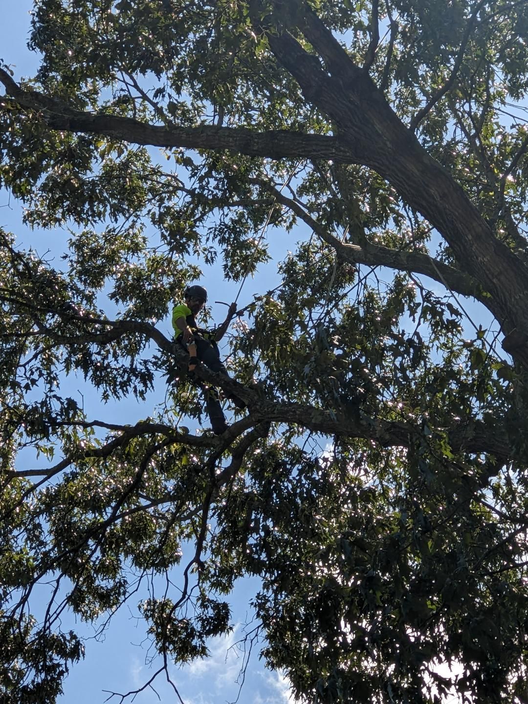 One Healthy Tree Service dead-limbing and thinning a large Oak Tree.