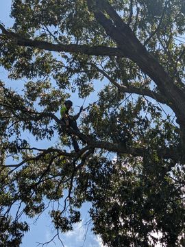 One Healthy Tree Service dead-limbing and thinning a large Oak Tree.