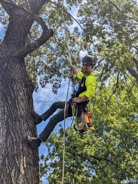 Jake with One Healthy Tree Service climbing large Oak Tree without spurs or gaffs. 