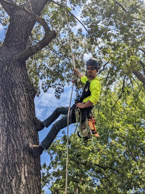 Jake with One Healthy Tree Service climbing large Oak Tree without spurs or gaffs.