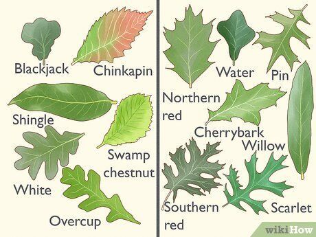 Diagram of various oak tree leaf shapes, with labels identifying each leaf type found in North Carolina.