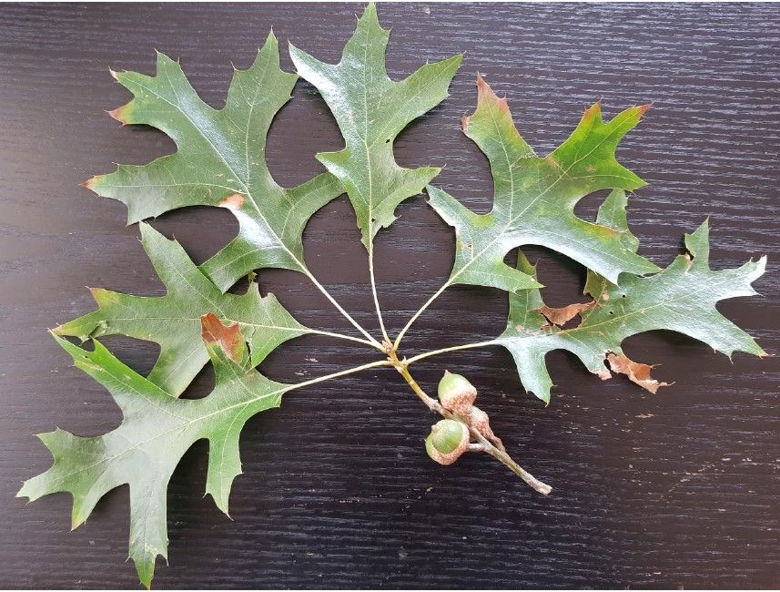 Long-leaf pin oak leaves and acorns on a dark wood surface.