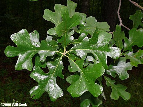 Post oak leaves with rounded lobes.