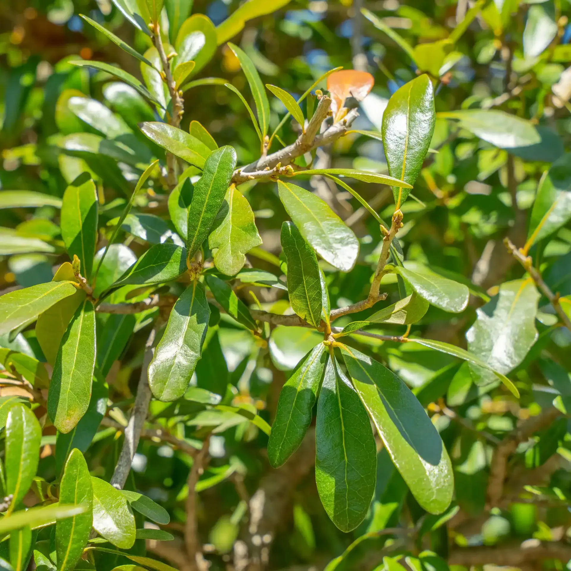 Southern Live Oak with rounded leaves.