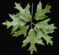 Red Oak oak leaves with jagged edges on a brown stem against a black background.