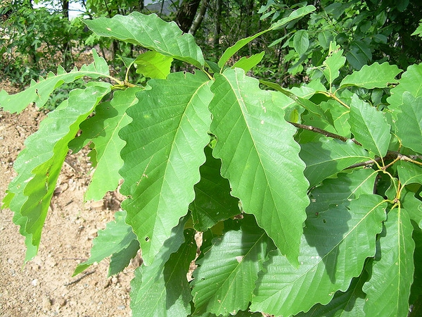 Swamp Chestnut Oak leaves branch.