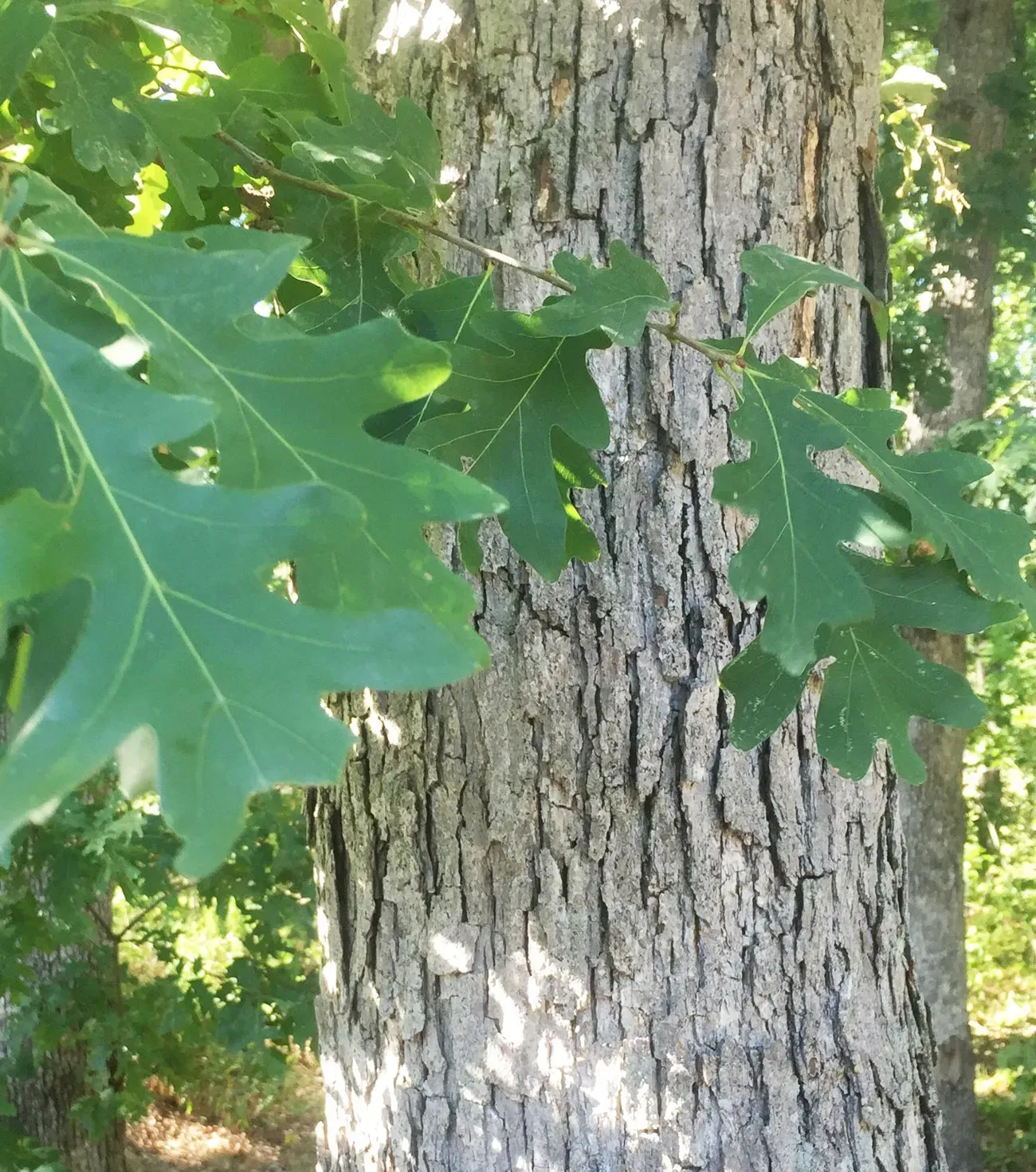 White oak tree trunk with textured gray bark and green, lobed leaves.