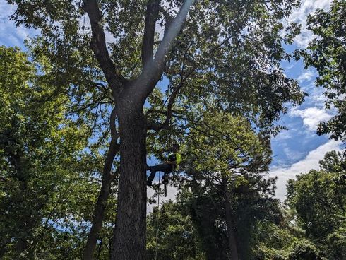 One Healthy Tree Service trimming and thinning out large hardwood tree in Southern Pines, North Carolina.