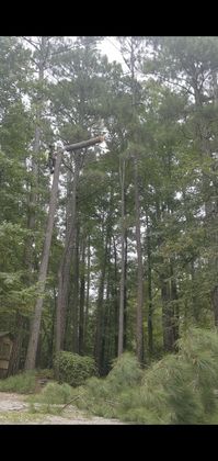 Large pine tree removal in residential backyard near Vass, North Carolina. 
