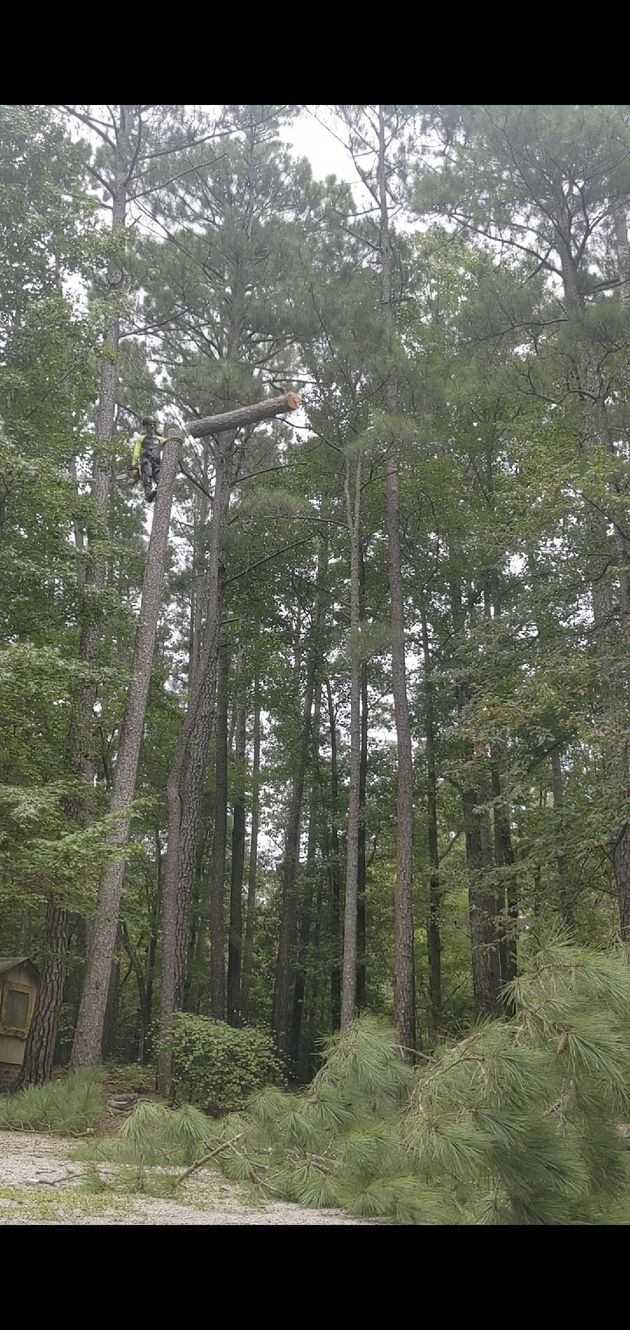 Large pine tree removal in residential backyard near Vass, North Carolina.