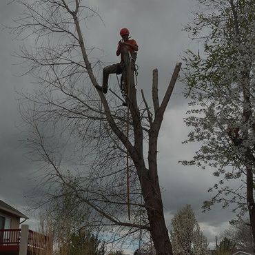 One Healthy Tree Service during a tree removal job.