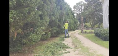 natural driveway filled with large mature trees neediing trimming