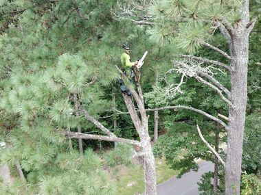 One Healthy Oak Tree in middle of field.