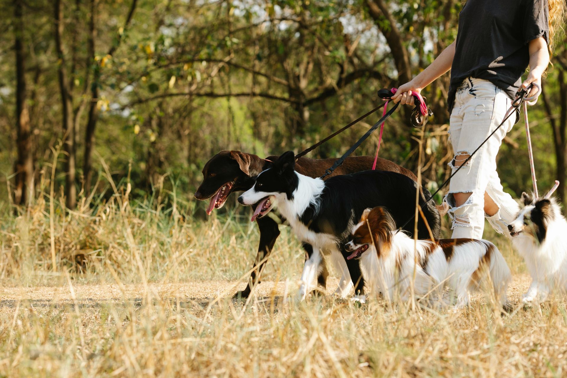 Person walking four dogs on leashes in a field in Dilworth, Charlotte