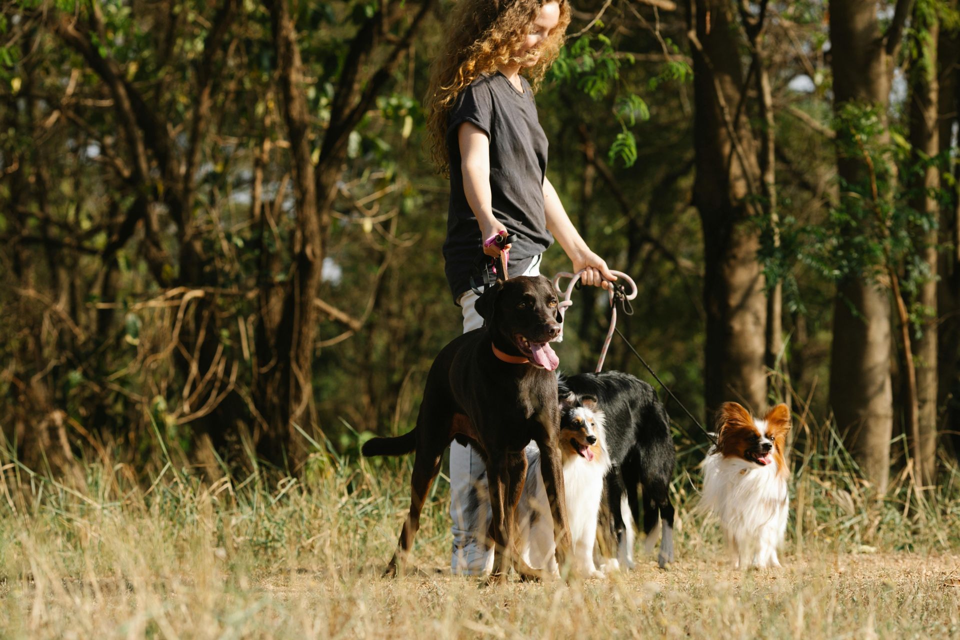 Person walking three dogs on leashes in a wooded area in Cotswold, Charlotte