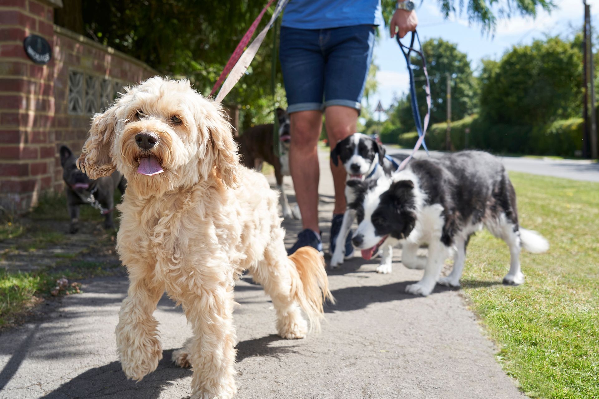 Dog walker with four dogs on leashes on a sidewalk. One dog in front has a light-colored curly coat.