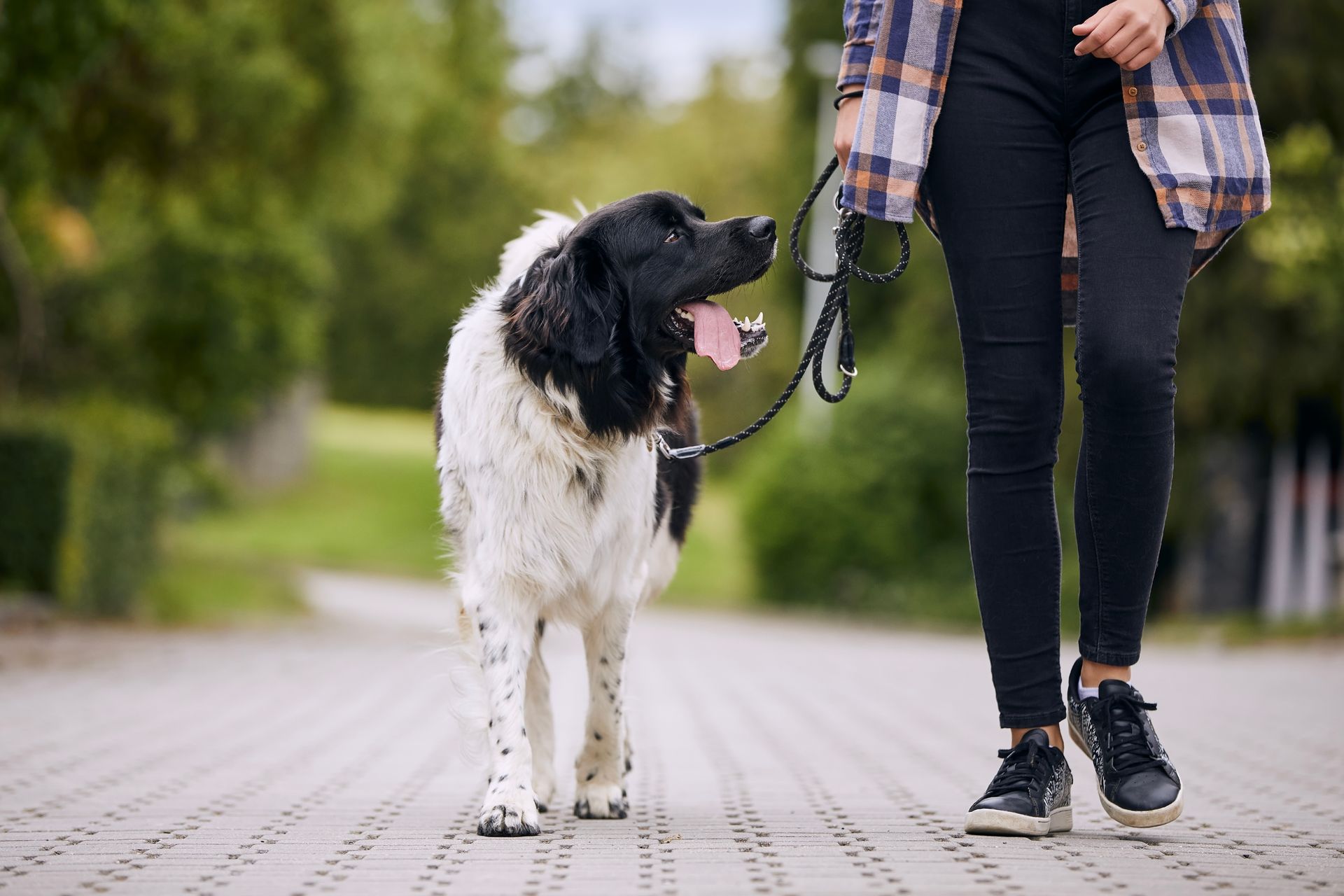 Dog walker with four dogs on leashes on a sidewalk. One dog in front has a light-colored curly coat.
