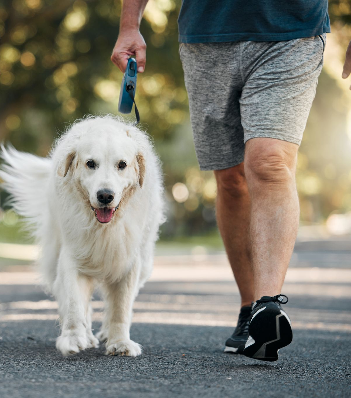 Woman walking four dogs on leashes in a park; one large white dog, three smaller dogs.